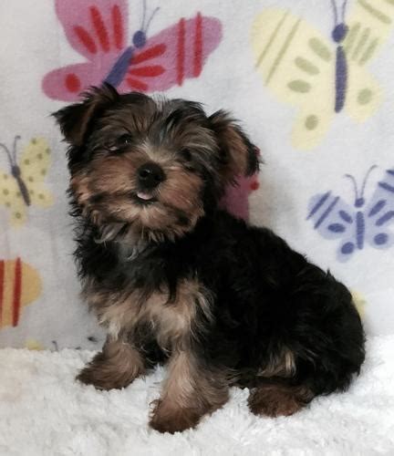 Teacup yorkie puppies with a 10 year guarantee! Toy Yorkie Puppies | Wow Blog