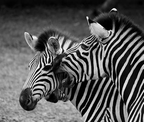 Zebra 4 Free Photo Download Freeimages