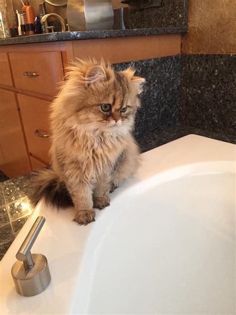 Pongo has the sweetest face and the most loyal heart!! Doll Face Persian Kittens Reviews - Cardinali FamilyPre ...