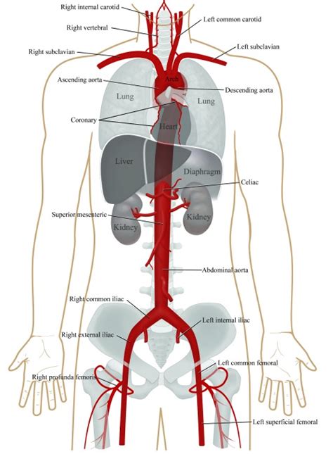 Heart Aorta Diagram