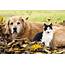 New Downloadable Senior Pet Wellness Checklists  Blue Cross Animal