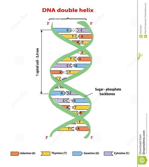 Dna Structure Double Helix On White Background Nucleotide Phosphate