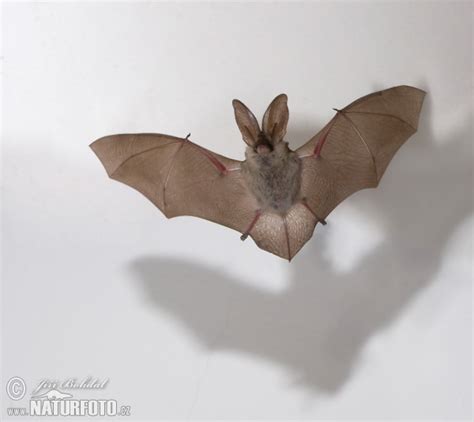 Plecotus Auritus Pictures Long Eared Bat Images Nature Wildlife