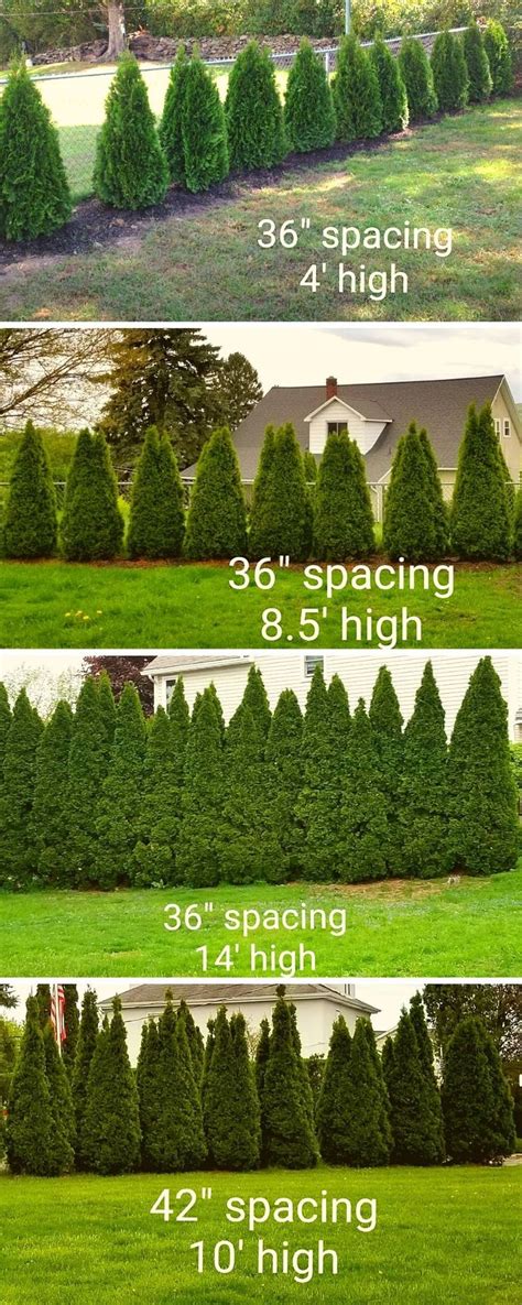 how to plant emerald green arborvitae privacy trees distance etc arborvitae landscaping