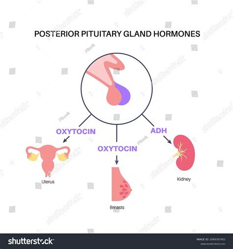 Pituitary Gland Anatomy Human Endocrine System Stock Vector Royalty