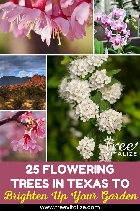 25 Flowering Trees In Texas To Brighten Up Your Garden Flowering
