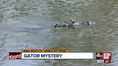 Deputies Man Found Near Alligator Apparently Drowned