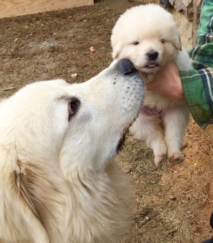 He gets along great with children and other pets. View Ad: Maremma Sheepdog Puppy for Sale, Georgia ...