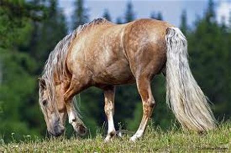 finnhorse horse riding  saddles  sale draft horse saddles equestrian