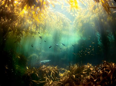 Kelp Forest Px In Kelp Forest Underwater Photos Underwater