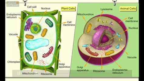Plant cells are more similar in size and are typically rectangular or. AC Life Science: Comparing Plant and Animal Cells for ...