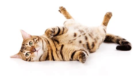 8 Cat Breeds With Wild Roots Mental Floss