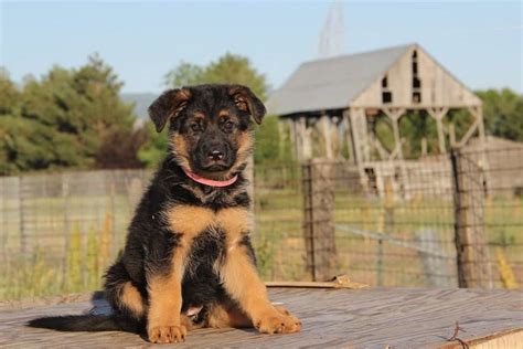 How To Take Care Of A 1 Month Old German Shepherd Puppy Anything