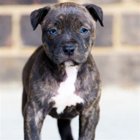 The blue nose brindle pitbull is actually a variation of the black brindle pitbull. Red Nose Pitbull Puppies For Sale | Baby Pitbulls For Sale