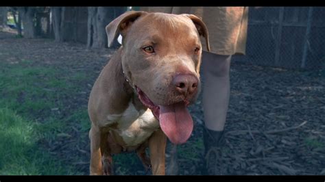 Meet Camo A Friendly Pitbull Super Awesome Dogs Youtube