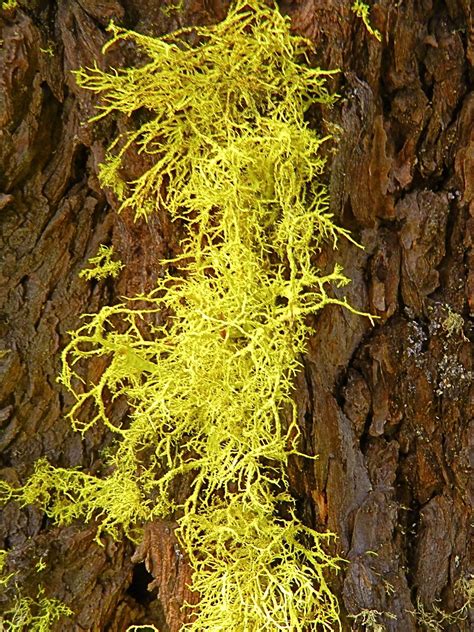 Loderhof — lechen ist ein naturschutzgebiet: Yellow lichen | Peter Stevens | Flickr