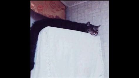 Cursed Cat Images Youtube