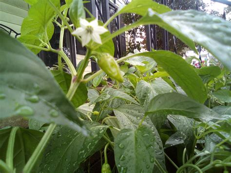 Pepper Plant Identification Gardening And Landscaping Stack Exchange