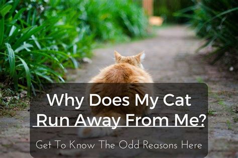 Did this behaviour ever change in the cat's life? Why Does My Cat Run Away From Me? Get To Know The Odd ...