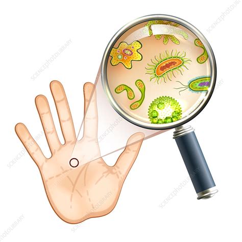 Microbes Illustration Stock Image F0198357 Science Photo Library