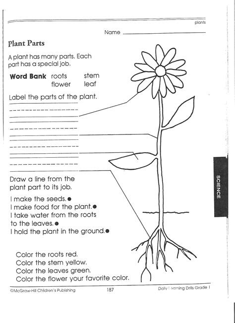 Free Printable Parts Of A Plant Worksheet Free Printable Templates