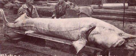 A Huge Sturgeon Found In Russia In 1933 Diving Atlantis
