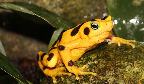 Panamanian Golden Frog Alchetron The Free Social Encyclopedia