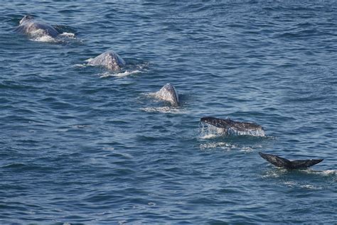 Whale Migration Season Is On Northbound Gray Whales Migrate Alone In