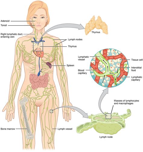 Anatomy Of The Lymphatic And Immune Systems · Anatomy And Physiology