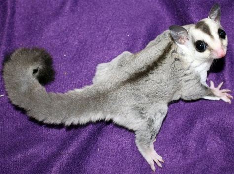 Simple search result 76 pcs. GeorgiaSugargliders | Sugar glider, Sugar glider for sale ...