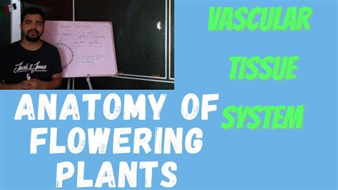 Anatomy Of Flowering Plants Vascular Tissue System Neet Botany