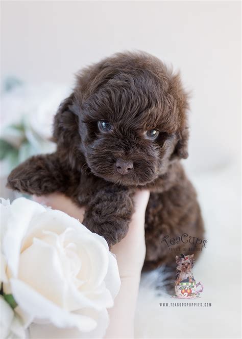 They are more active and athletic. Shih Tzu Poodle Mix Puppies Florida | Teacups, Puppies ...