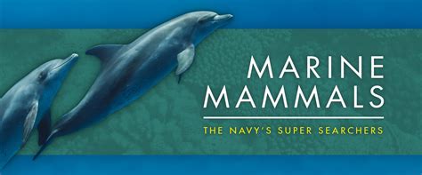 Marine Mammals The Navys Super Searchers U S Naval Undersea Museum