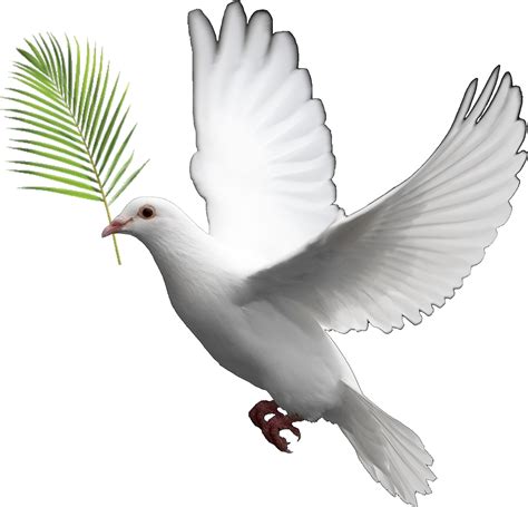 Clipart Bible Dove Clipart Bible Dove Transparent Free For Download On