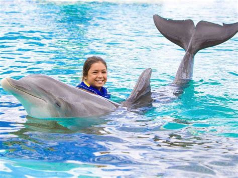 Sea Life Park Hawaii Dolphin Swim Adventure And Day Pass Tours