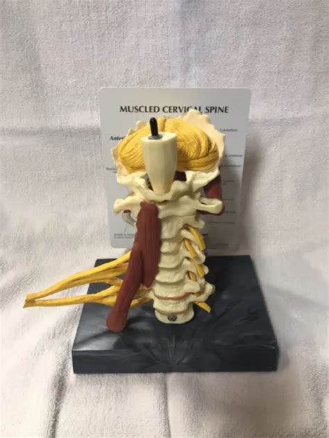 Cervical Vertebrae Muscled Anatomical Model Gpi Picclick Uk