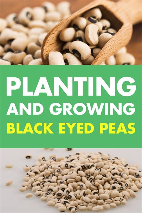 How To Plant And Grow Black Eyed Peas Black Eyed Peas Growing Peas
