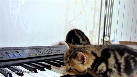 Funny Cats Playing Piano Youtube