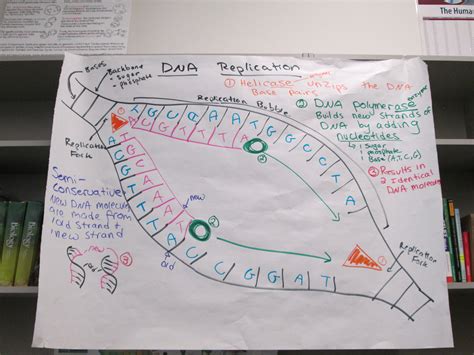 Grade 12 b iology * acknowledgements ac this document is based on a draft version of g˝a 12 b ˆ ˆ ˜: Dna Mutation Simulation Answer Key Pdf / go math grade 5 ...