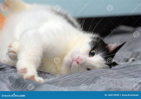 Black And White Contented Cat Lies Stock Photo Image Of Camera