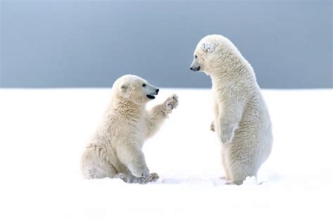 Tapety Zvěř Lední Medvědi Arktický Mláďata Fauna Savec