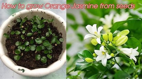 How To Grow Orange Jasmine From Seeds At Home Youtube
