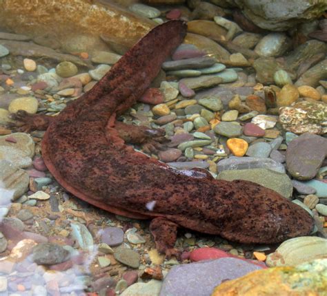 Two New Giant Salamander Species Identified Biology Sci News Com