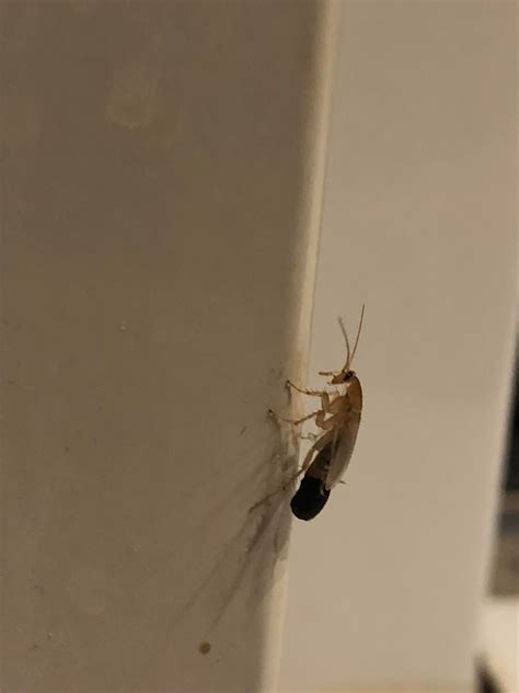 Found This One In The Bathroom About 15 Cm Long Whatsthisbug