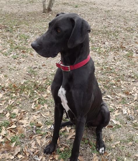Families often purchase puppies to teach the children responsibility. Adopt Claire on | Great dane rescue, Great dane, Great ...