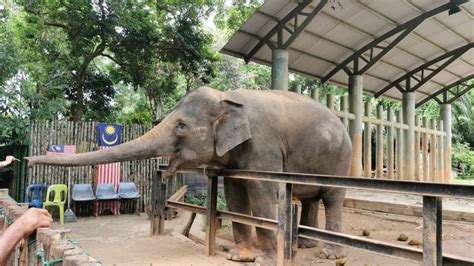 Jom bantu zoo melaka dengan melawat. Pengalaman Menyeronokkan di Melaka Zoo and Night Safari ...