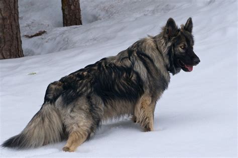 American Alsatian All Information Including History Health Pictures