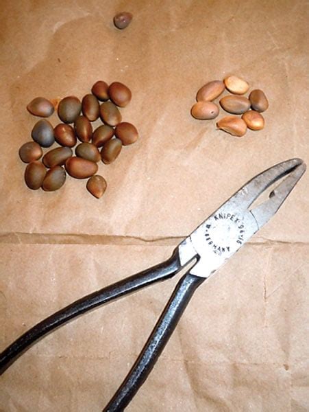 Its Time To Harvest Piñon Pine Nuts Free Content