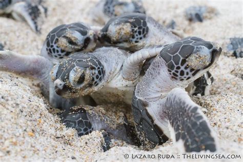 A Group Of Green Sea Turtle Hatchlings Emerge From Their Nest During The Early Morning Hours