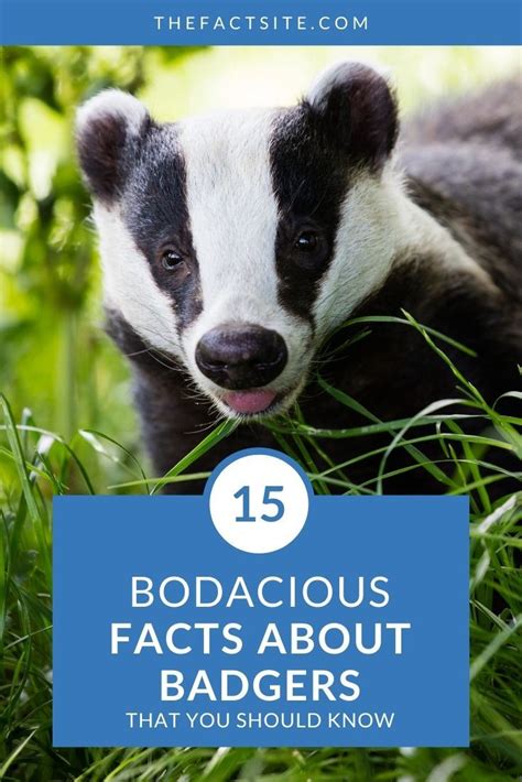 15 Bodacious Facts About Badgers The Fact Site